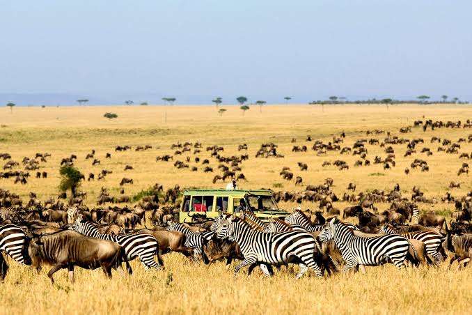the-great-wildebeest-migration-007094000-1643289400.jpeg