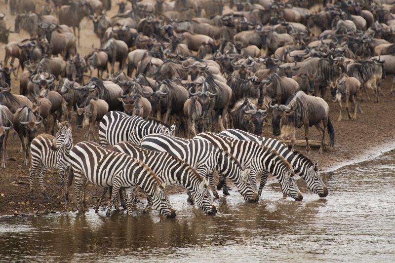 the-great-wildebeest-migration-014411900-1643289400.jpeg